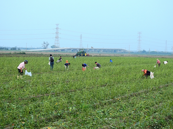 Nikon P900記錄紅豆的採收，和毛豆非常不同哦！忽然想吃萬丹紅豆餅。