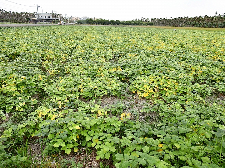 Nikon P900記錄紅豆的採收，和毛豆非常不同哦！忽然想吃萬丹紅豆餅。