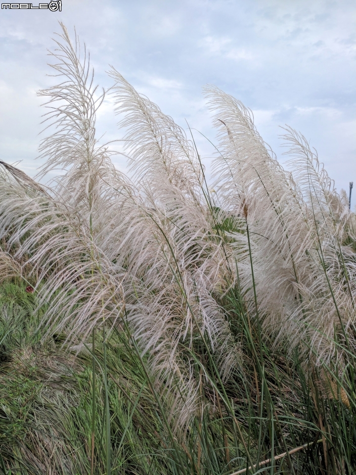 芒花 台南市後壁區台一線八掌溪橋二側 09/16