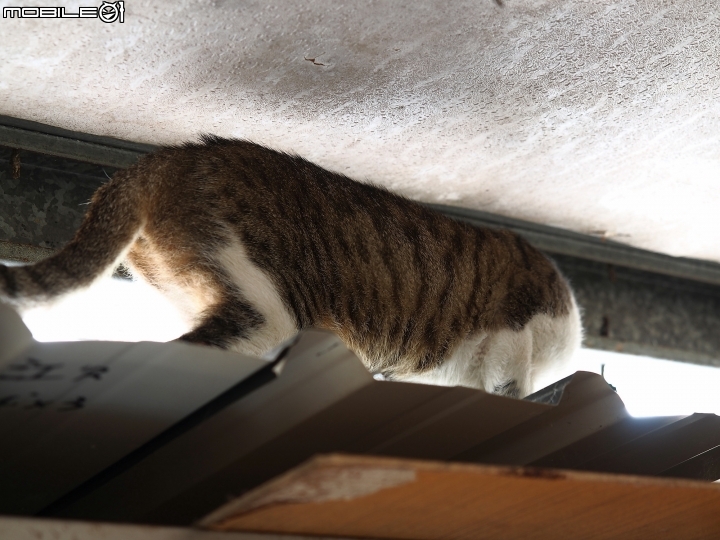 新北市 瑞芳 猴硐貓村-- 想找貓兒療癒的，請來這裡!