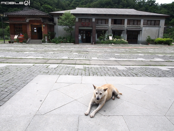 新北市 瑞芳 猴硐貓村-- 想找貓兒療癒的，請來這裡!