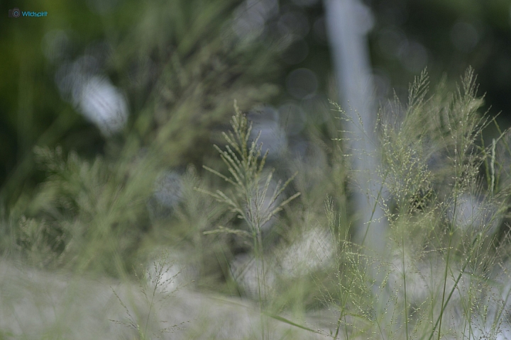 39年的長焦近攝鏡【TAMRON Adaptall 135mm f/2.5 (03B)】