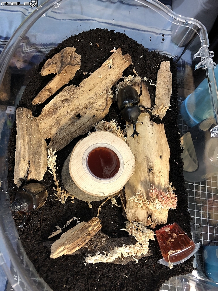 [分享] 台灣獨角仙