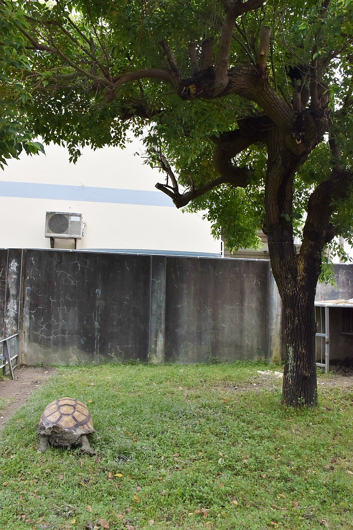 雞龜同籠續篇：公雞賴著不走，要和蘇卡達住在一起。