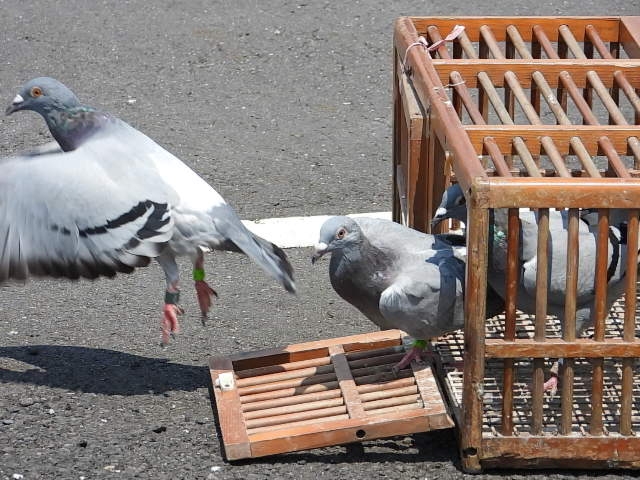 Nikon P1000拍鳥且拍下一段斑文鳥的求偶舞，並比較D850+600+1.4X。