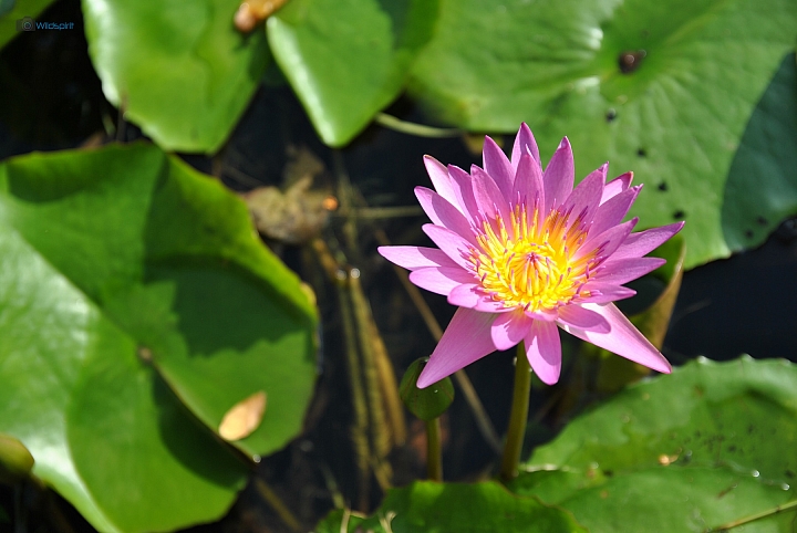 9年CCD最後的榮光【NIKON D3000】