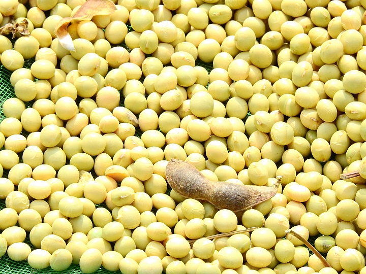 Nikon P900記錄紅豆的採收，和毛豆非常不同哦！忽然想吃萬丹紅豆餅。