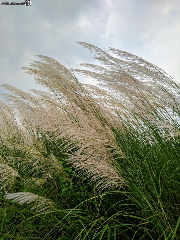 芒花-甜根子草 台南市東區中華南路一段 09/09