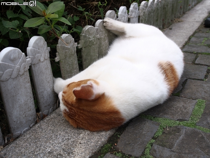 新北市 瑞芳 猴硐貓村-- 想找貓兒療癒的，請來這裡!