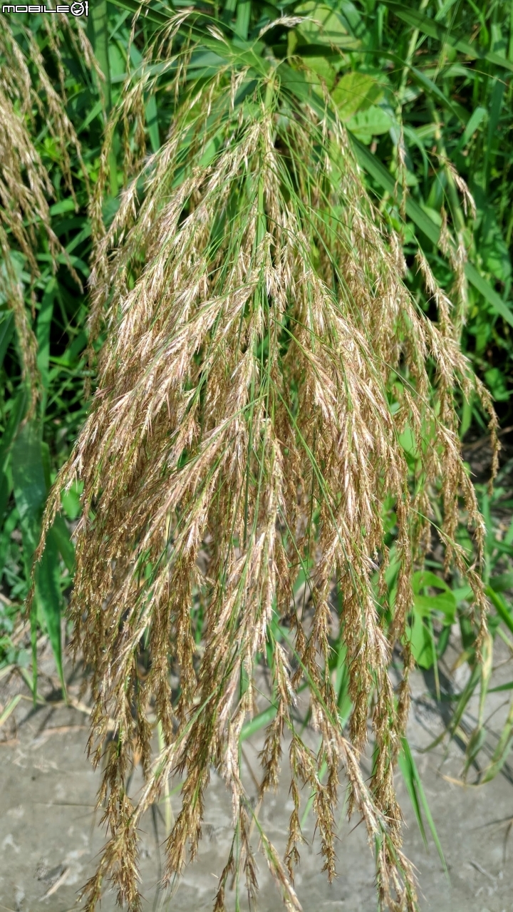 芒花 台南市鹽水區汫水港大橋 09/24