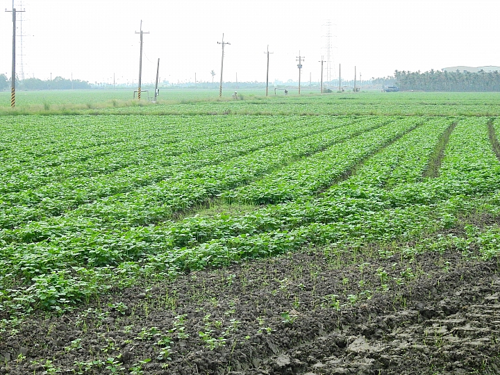 Nikon P900記錄紅豆的採收，和毛豆非常不同哦！忽然想吃萬丹紅豆餅。