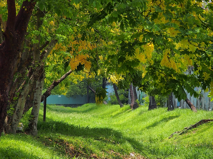 Nikon P900記錄紅豆的採收，和毛豆非常不同哦！忽然想吃萬丹紅豆餅。