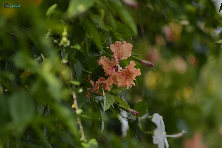 39年的長焦近攝鏡【TAMRON Adaptall 135mm f/2.5 (03B)】