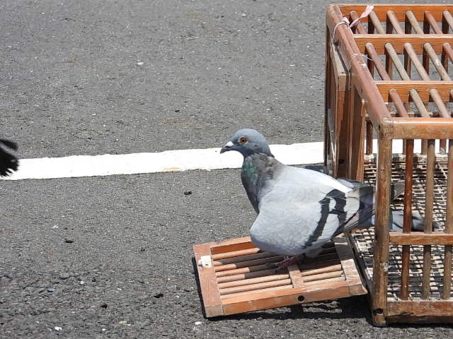 Nikon P1000拍鳥且拍下一段斑文鳥的求偶舞，並比較D850+600+1.4X。