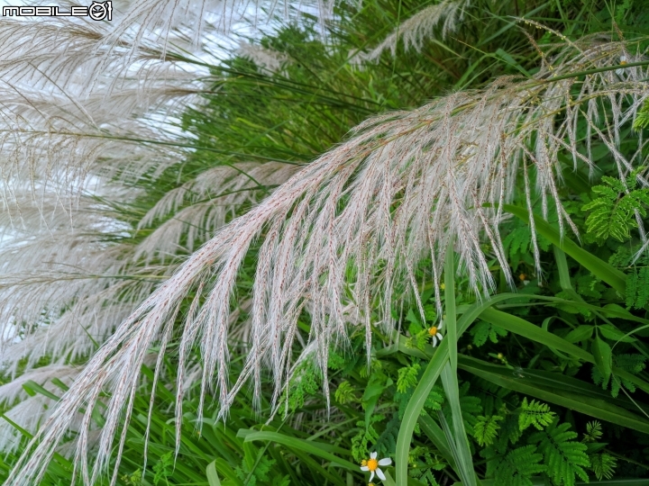 芒花-甜根子草 台南市東區中華南路一段 09/09