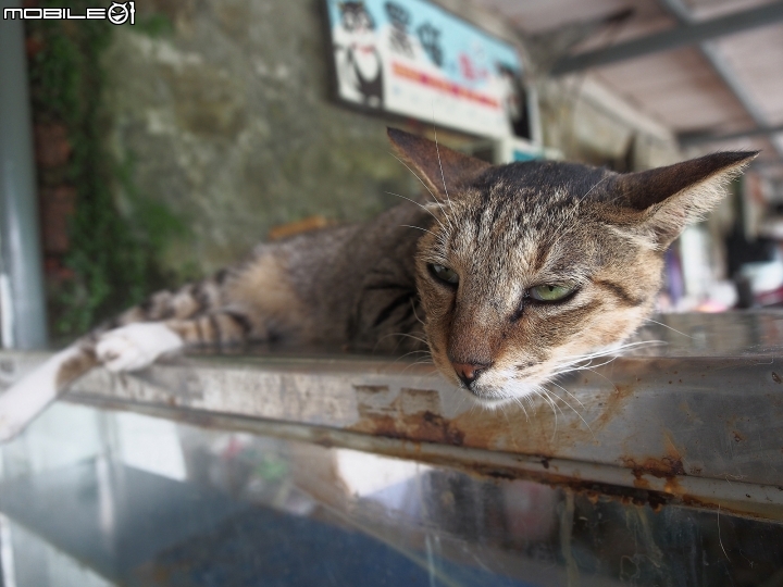 新北市 瑞芳 猴硐貓村-- 想找貓兒療癒的，請來這裡!