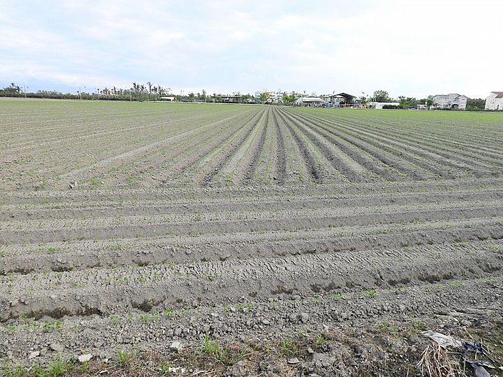 Nikon P900記錄紅豆的採收，和毛豆非常不同哦！忽然想吃萬丹紅豆餅。