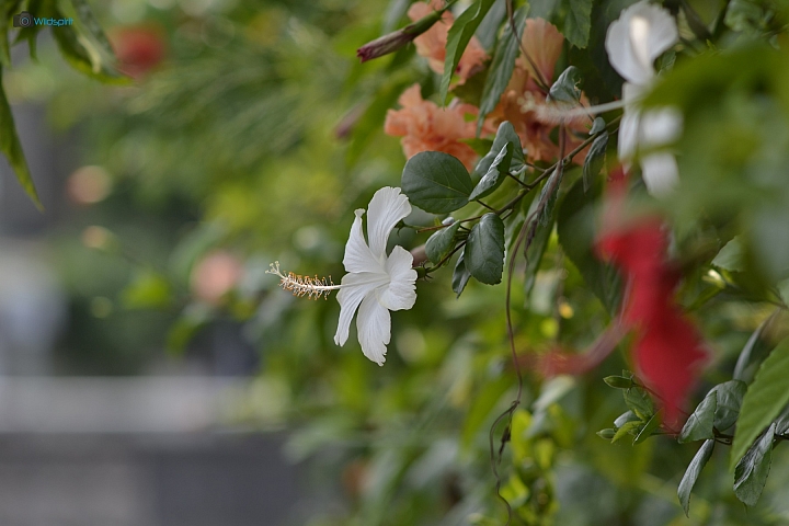 39年的長焦近攝鏡【TAMRON Adaptall 135mm f/2.5 (03B)】