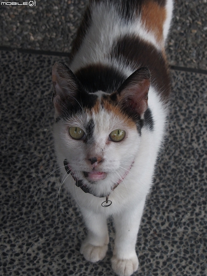 新北市 瑞芳 猴硐貓村-- 想找貓兒療癒的，請來這裡!