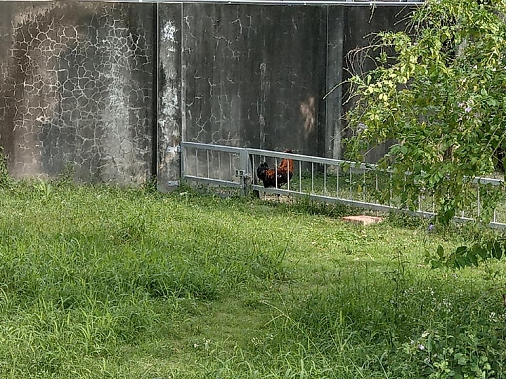 雞龜同籠續篇：公雞賴著不走，要和蘇卡達住在一起。