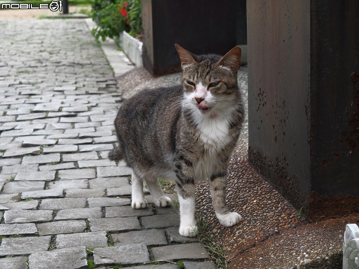 新北市 瑞芳 猴硐貓村-- 想找貓兒療癒的，請來這裡!