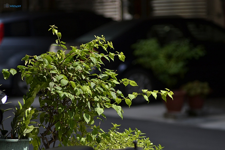 39年的長焦近攝鏡【TAMRON Adaptall 135mm f/2.5 (03B)】