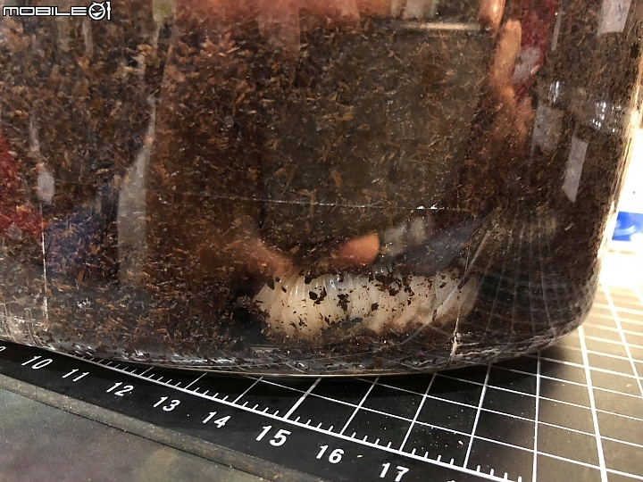 [分享] 台灣獨角仙