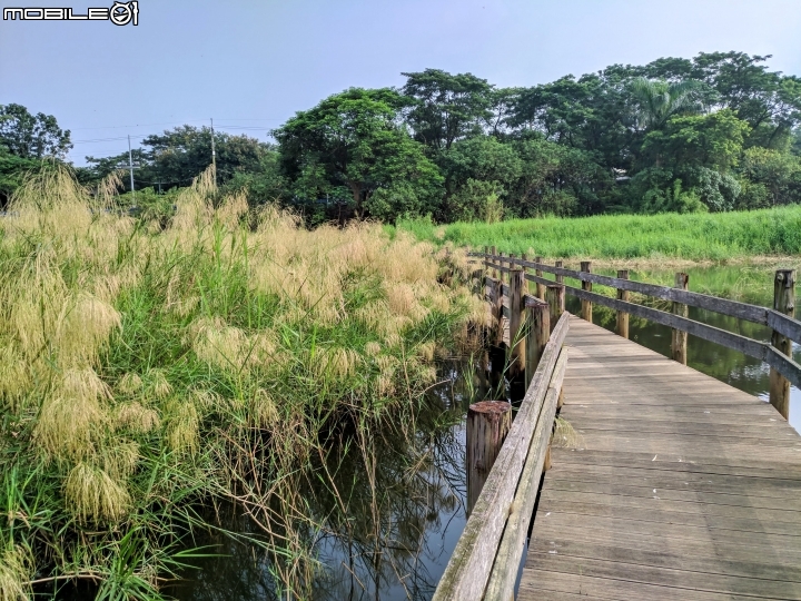 蘆葦 台南市關廟區大潭埤旺萊公園 09/13
