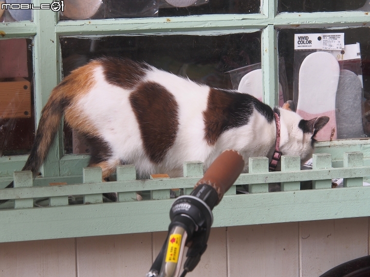 新北市 瑞芳 猴硐貓村-- 想找貓兒療癒的，請來這裡!