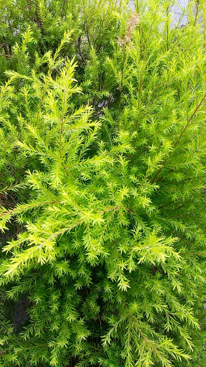 請問這是什麼植物