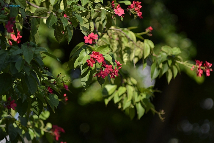 39年的長焦近攝鏡【TAMRON Adaptall 135mm f/2.5 (03B)】