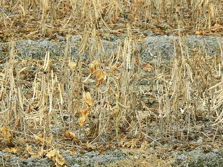 Nikon P900記錄紅豆的採收，和毛豆非常不同哦！忽然想吃萬丹紅豆餅。