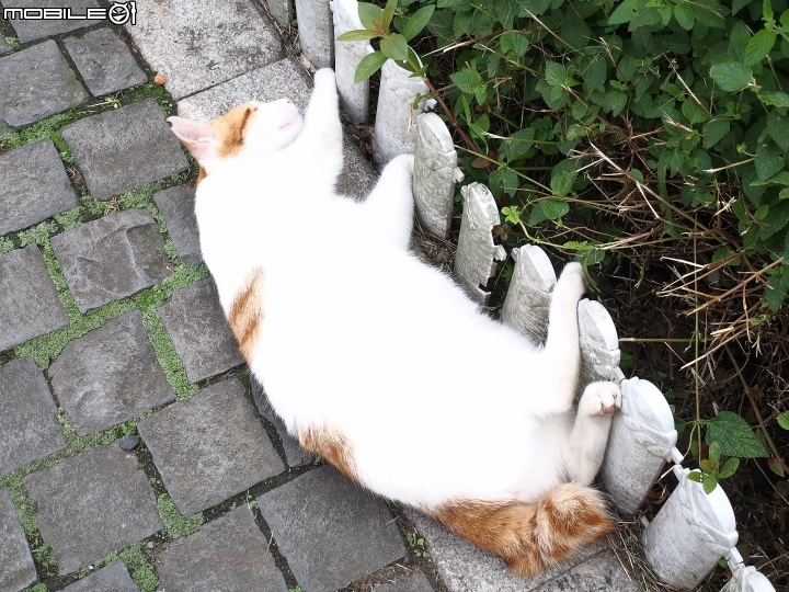 新北市 瑞芳 猴硐貓村-- 想找貓兒療癒的，請來這裡!