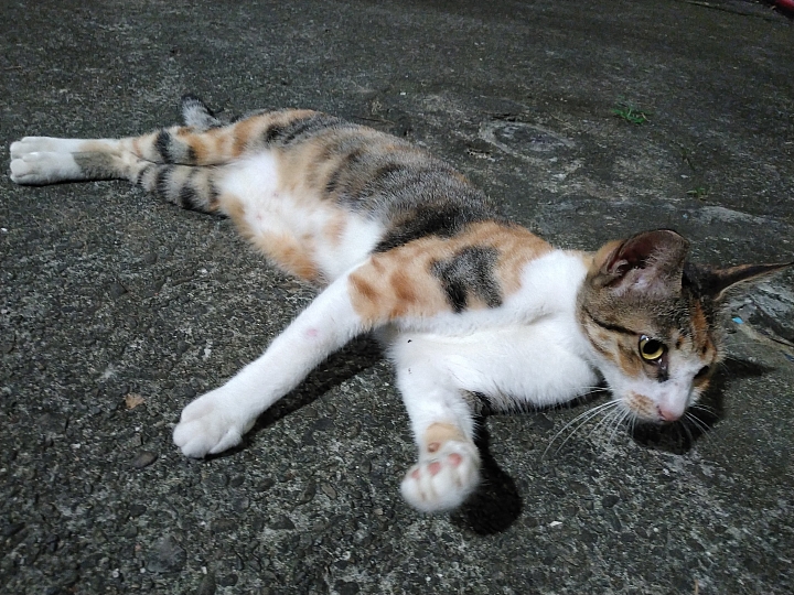 生而硬派！測距、空汙、感熱三合一的 CAT S61 日常情境實戰！