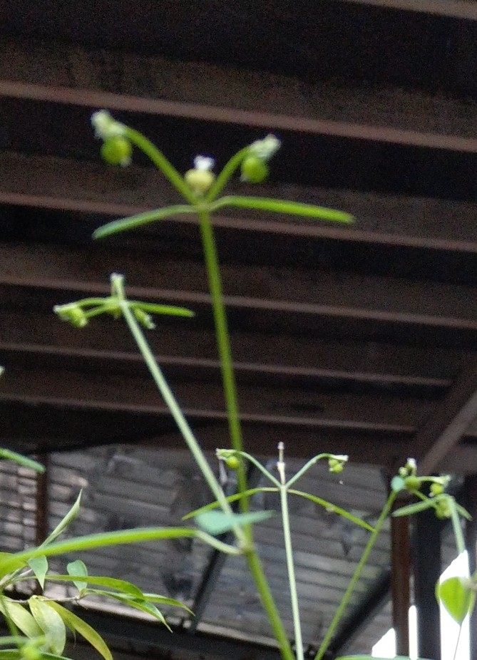 請幫忙求植物名稱