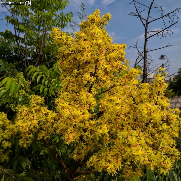 台灣欒樹+朱槿 台南市西港區西港綠川廊道 09/09
