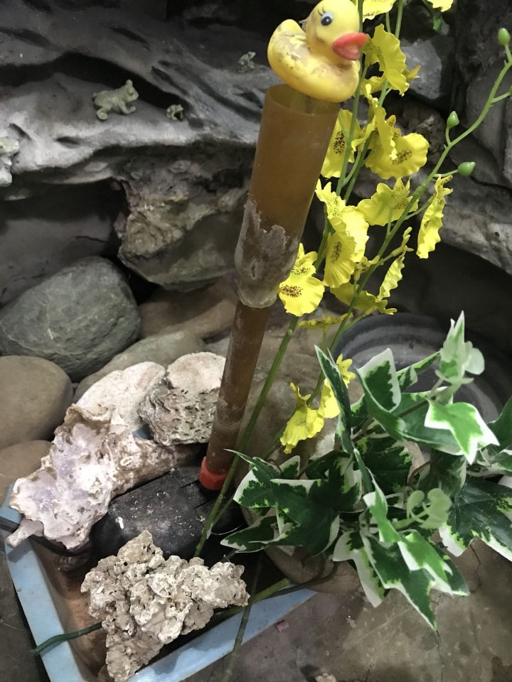 假山假水 真求助