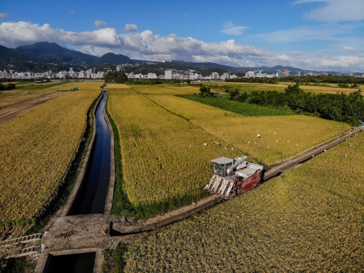 [亂拍照] 台北北投 關渡平原 稻田風光 (空拍)