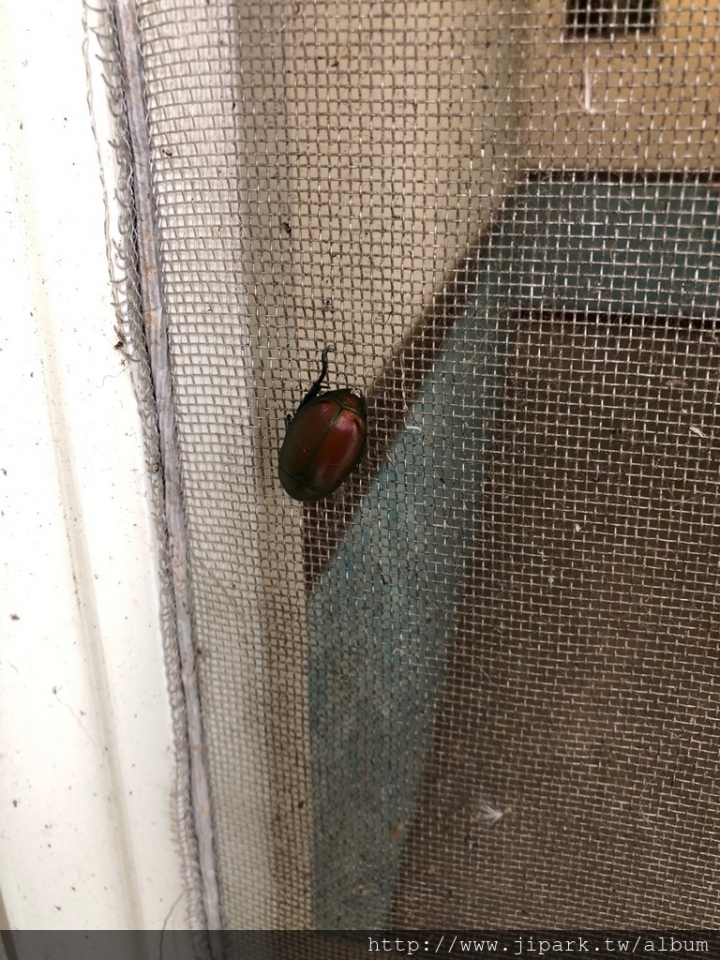 不專業介紹之綠島旅遊篇!