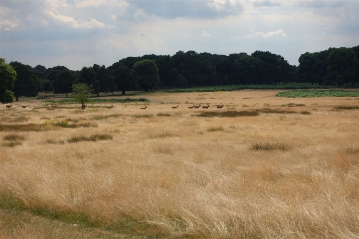 一天2英鎊，騎腳踏車暢遊倫敦!