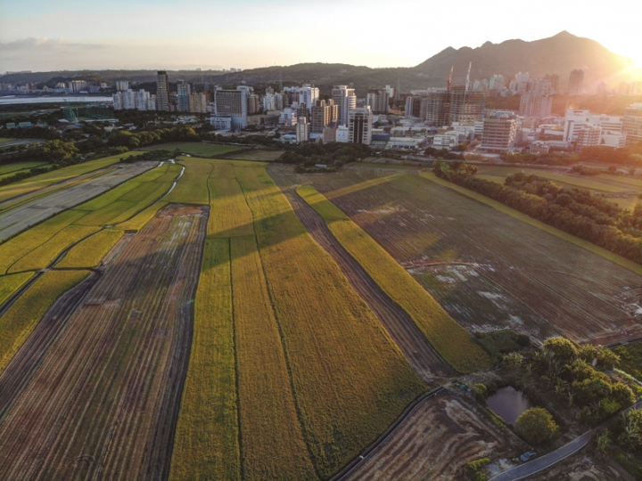 [亂拍照] 台北北投 關渡平原 稻田風光 (空拍)