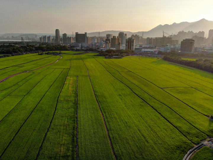 [亂拍照] 台北北投 關渡平原 稻田風光 (空拍)