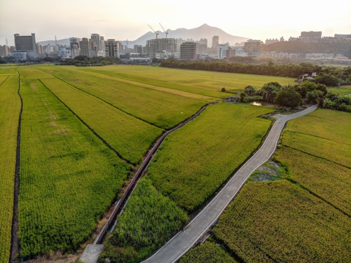 [亂拍照] 台北北投 關渡平原 稻田風光 (空拍)