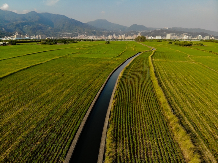 [亂拍照] 台北北投 關渡平原 稻田風光 (空拍)