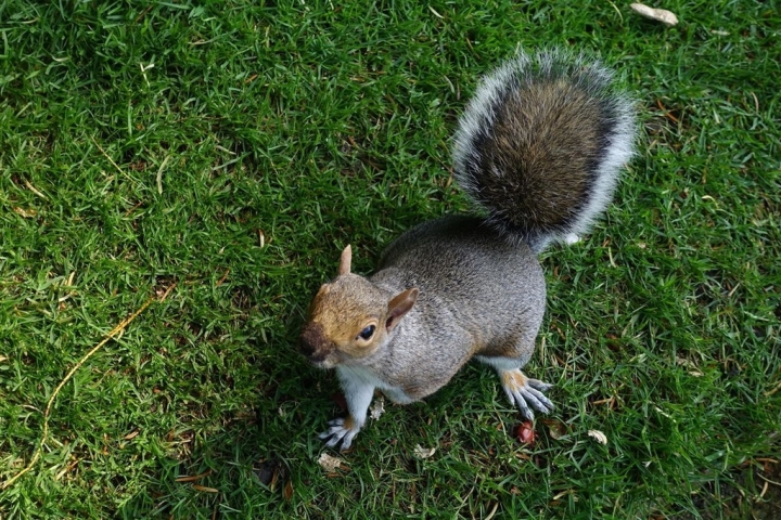 一天2英鎊，騎腳踏車暢遊倫敦!