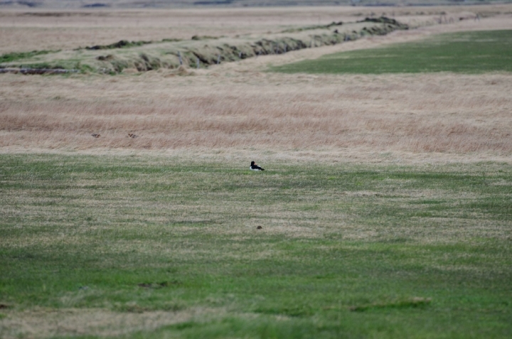 冰島環島的魔幻時刻：布魯旅館 Brú Guesthouse 住在冰島遼闊的南部平原之中