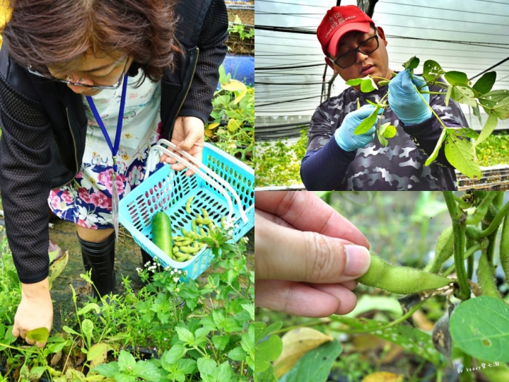 ★雲林古坑★【自家莊園】一日農夫體驗/自己的食物自己種/預約制。