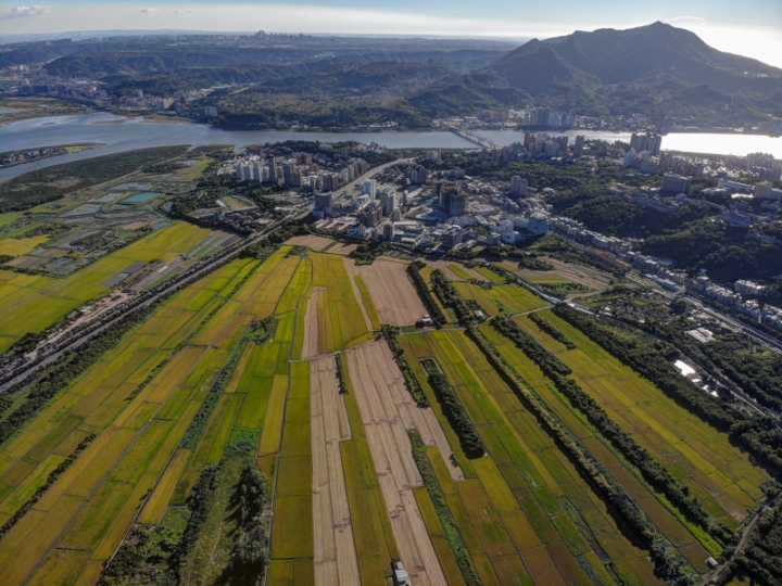 [亂拍照] 台北北投 關渡平原 稻田風光 (空拍)