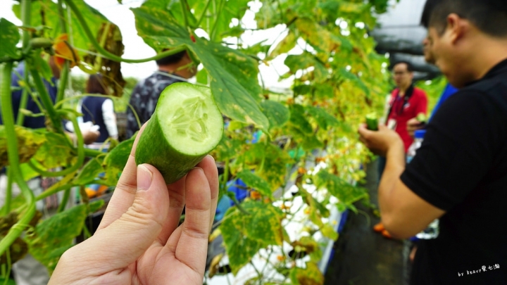 ★雲林古坑★【自家莊園】一日農夫體驗/自己的食物自己種/預約制。