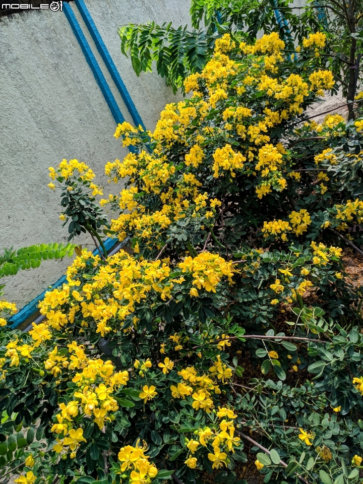 金邊黃槐 台南市新市生態休閒公園+隆田酒廠 10/20
